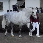 Amur
