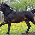 Aragon