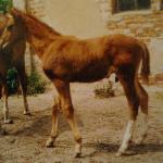 Getz KW