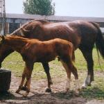 Getz KW