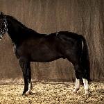 Valegro