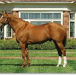 Curlin