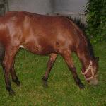 Wicher