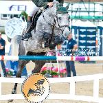 Cavalier (Digisport)<br />&copy; Katarzyna Boryna - www.katarzynaboryna.pl