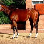 Frankel