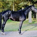 Ambrozio J