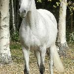 Wenecja