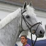 Carlo 273
