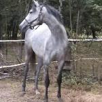 Gruzja
