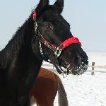 Ofelia