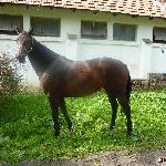 Iliada W