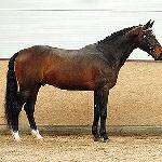 Quirado<br /><i>https://www.muller-equine.cz/reprodukce-koni-1/historie-stanice/rok-2010/quirado.html</i>