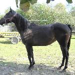 Burza