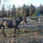 Szafir
