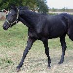 Rajtar
