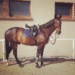 Roland