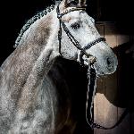 Number One<br />&copy; fot. Oliwia Chmielewska/Wechta Equestrian