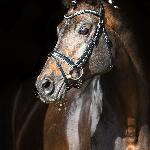 Cadeau (E.H. Cadeau)<br />&copy; Christiane Slawik
