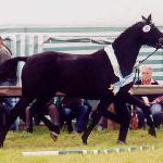 Donaugluck