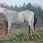 Chałwa