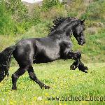 Aliger Equus Negrus