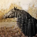 Aliger Equus Negrus