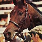 Brigadier Gerard