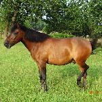 Liwocz - 18.07.2015