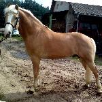 Arko - Ogier ARKO Haflinger