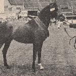 Aethon - Supreme Champion, National Stud Pony and Arab Horse Show and Sale 1966, Sydney.