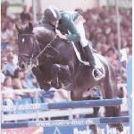 Lianos (Horse Gym's Lianos)