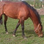 Hesja