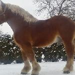 Aramis