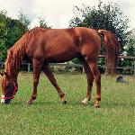 Gracjan