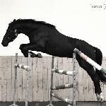 Falena - Falena<br />&copy; faraa (c) Mazurek-Konie