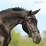 Falena - Falena<br />&copy; faraa (c) Mazurek-Konie