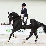 Prowokator - Prowokator, Jakubowice 2015<br />&copy; faraa (c) Mazurek-Konie