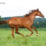 Saphora<br />&copy; faraa (c) Mazurek-Konie