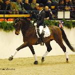 Catoo / Helenenhof's Catoo - Neumunster 2012<br />&copy; Oliwia Chmielewska