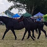 Evita - Poświętne 2018