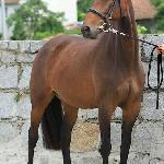 Farina
