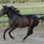 Cynik II<br />&copy; Stajnia Koni Sportowych "Viritim"