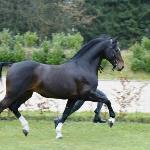 Cordobes II