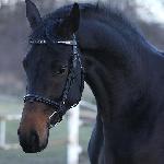 Empatia