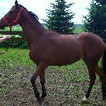 Amaltea