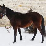 Kelpie