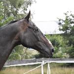 Aldon