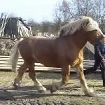 Urwis<br /><i>Kadr z filmu na youtube</i>