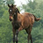 Cozmic One