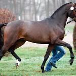 Belstaff / Mane Stream Belstaff